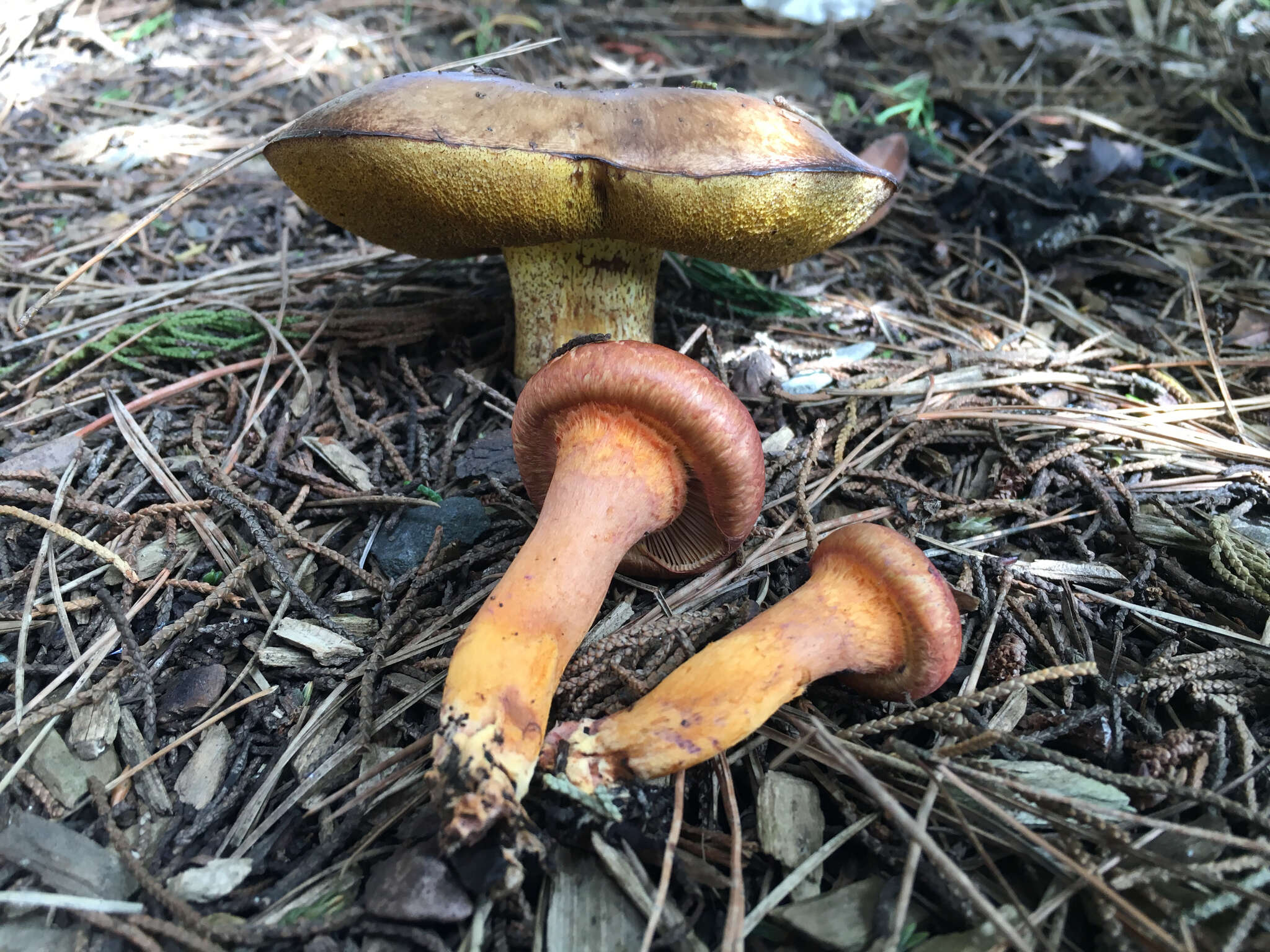 Image of Wine-cap Chroogomphus