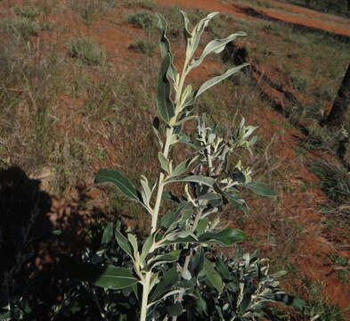 صورة Tarchonanthus camphoratus L.