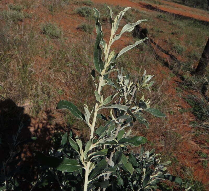 صورة Tarchonanthus camphoratus L.