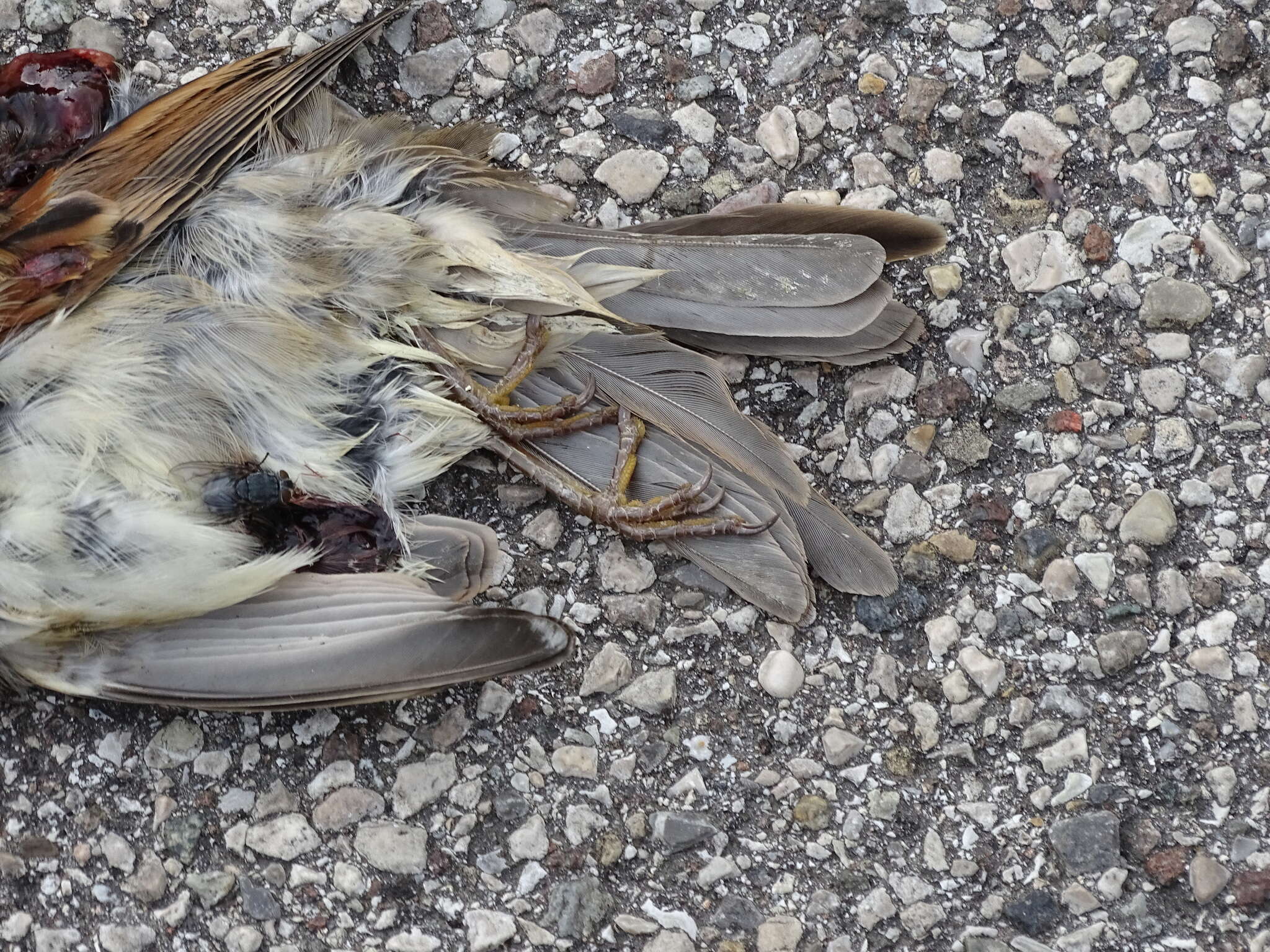 Image of Italian Sparrow