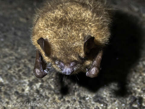 Image of White nose syndrome