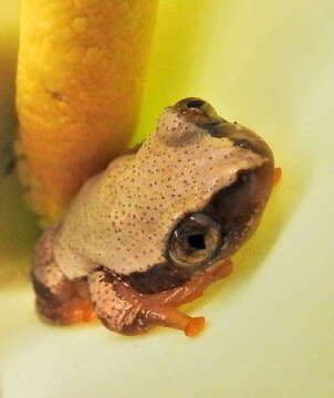 Image of Knysna Banana Frog