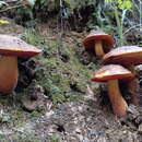 Слика од Neoboletus praestigiator (R. Schulz) Svetasheva, Gelardi, Simonini & Vizzini 2016