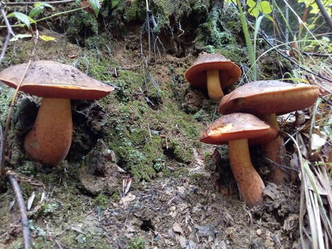 Image of Neoboletus praestigiator (R. Schulz) Svetasheva, Gelardi, Simonini & Vizzini 2016