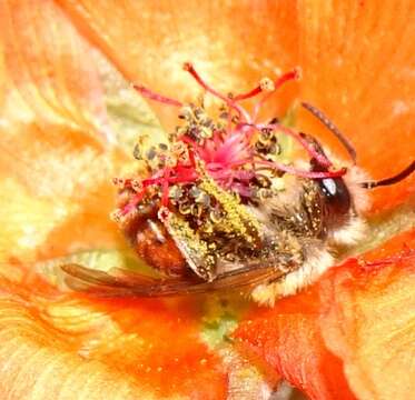 Image of Andrena sphaeralceae Linsley 1939