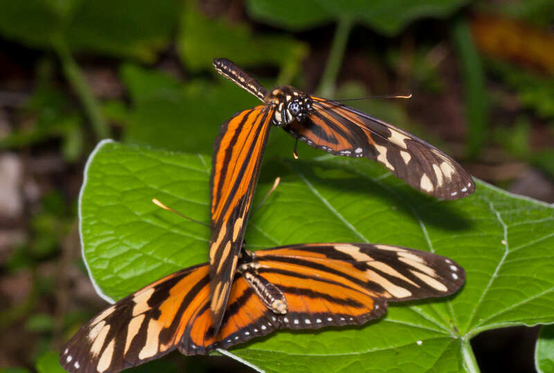 Image of Isabella’s Longwing