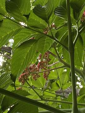 Leea guineensis G. Don resmi