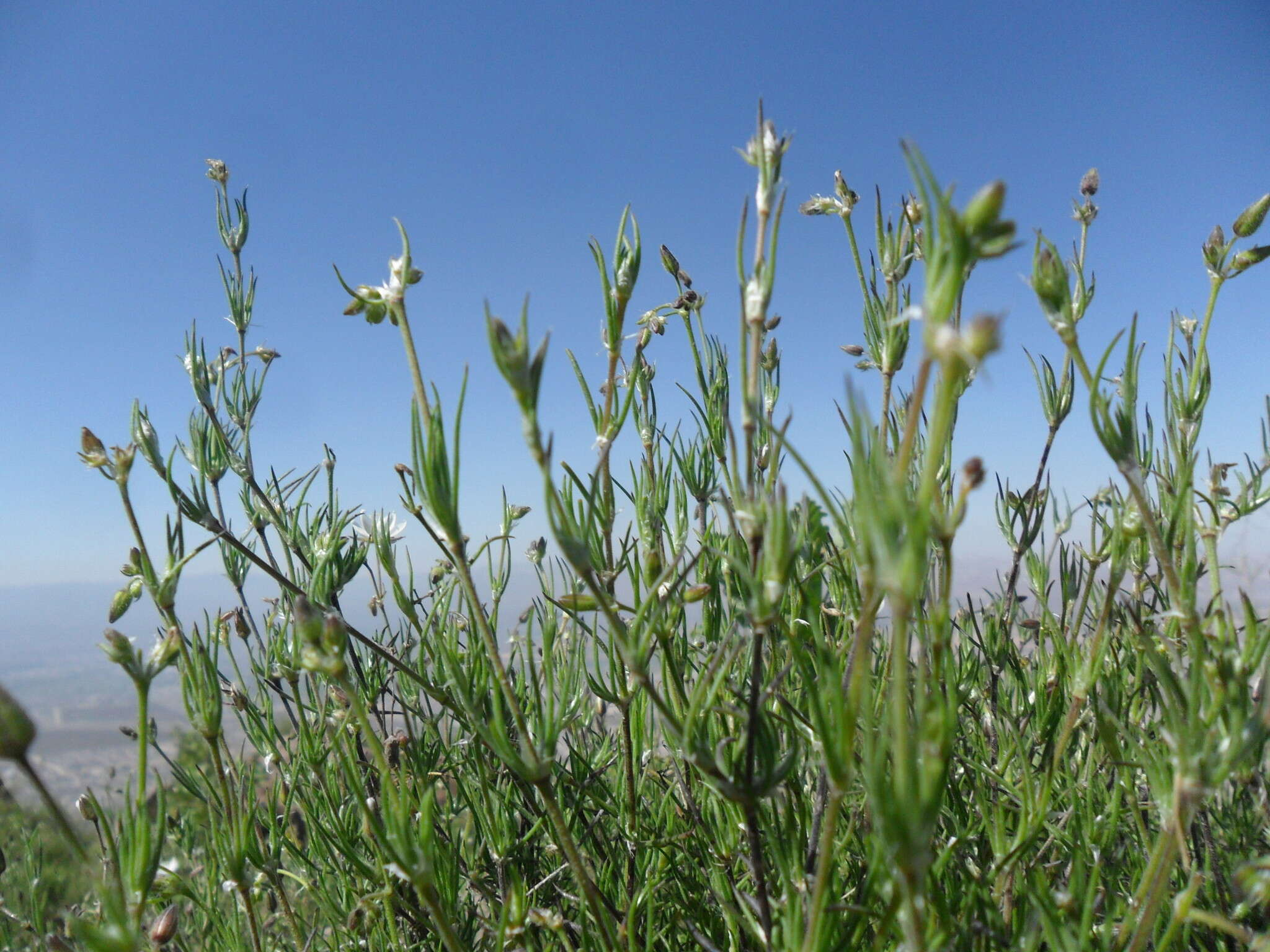 Image of Spergularia fasciculata Phil.