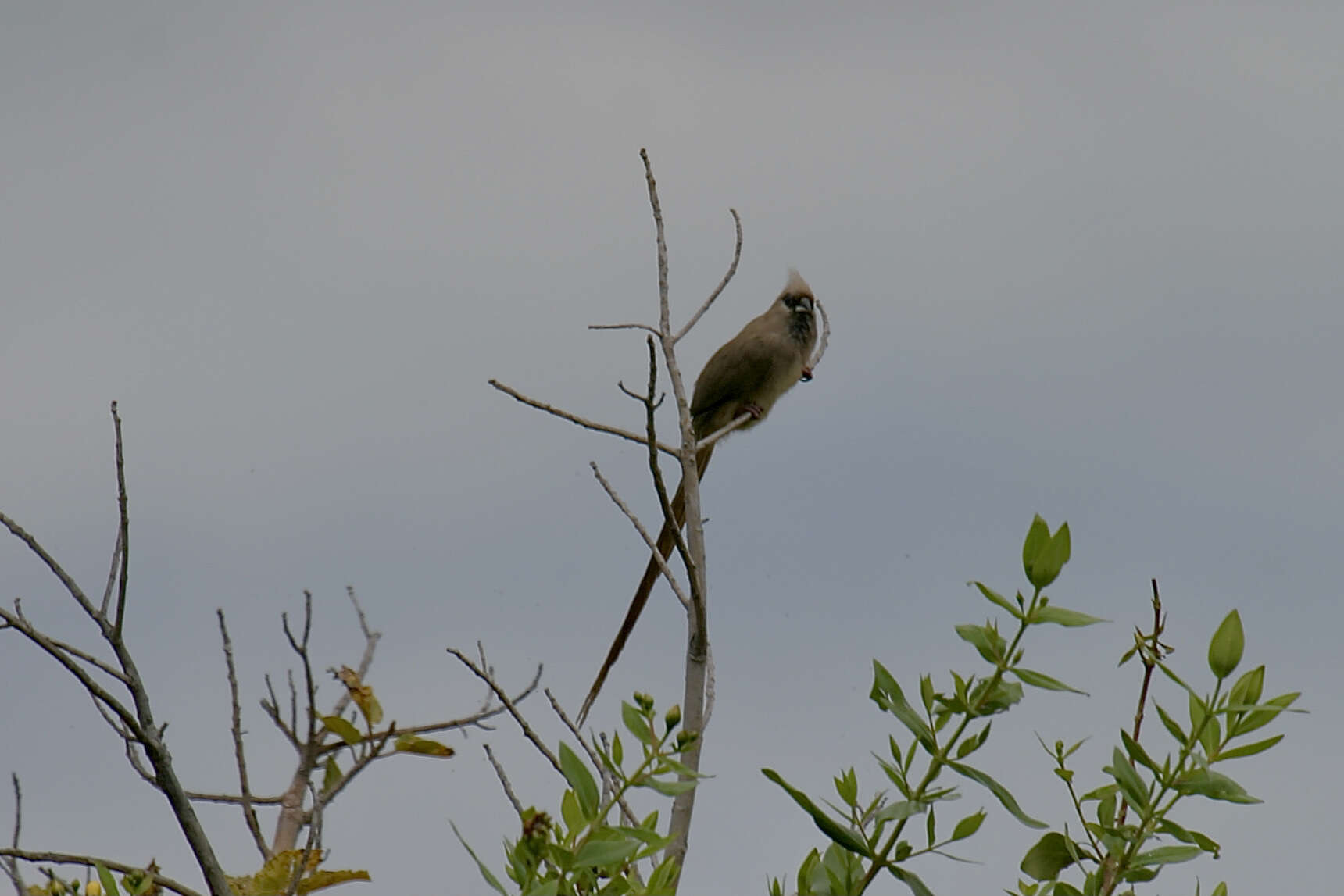 Colius striatus rhodesiae Grant, Chb & Mackworth-Praed 1938 resmi