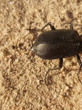 Imagem de Calosoma (Caminara) olivieri Dejean 1831