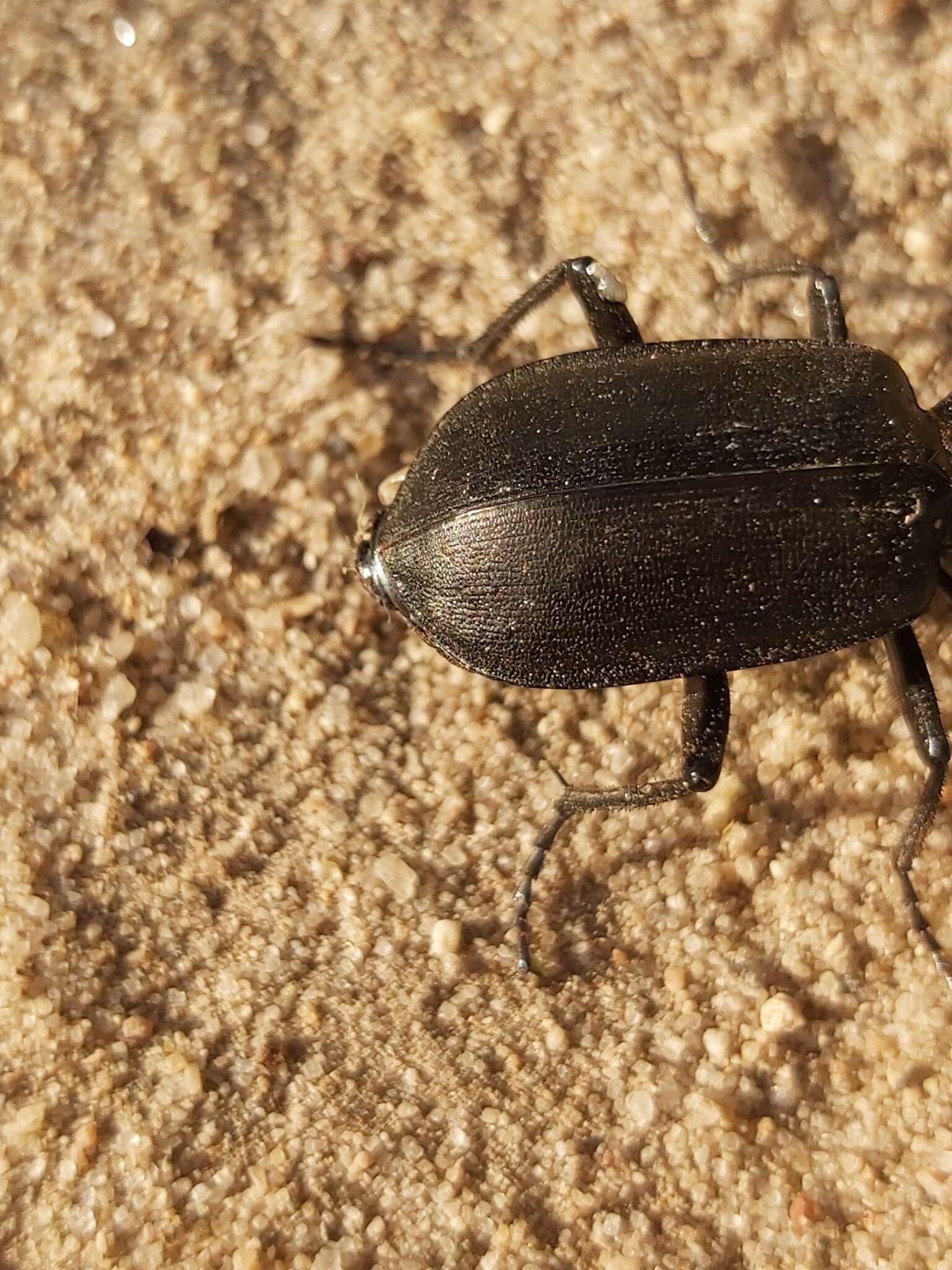 Sivun Calosoma (Caminara) olivieri Dejean 1831 kuva