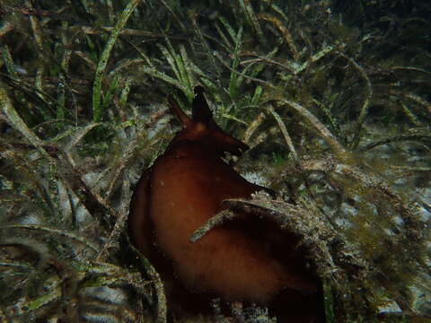 Aplysia gigantea G. B. Sowerby I 1869 resmi