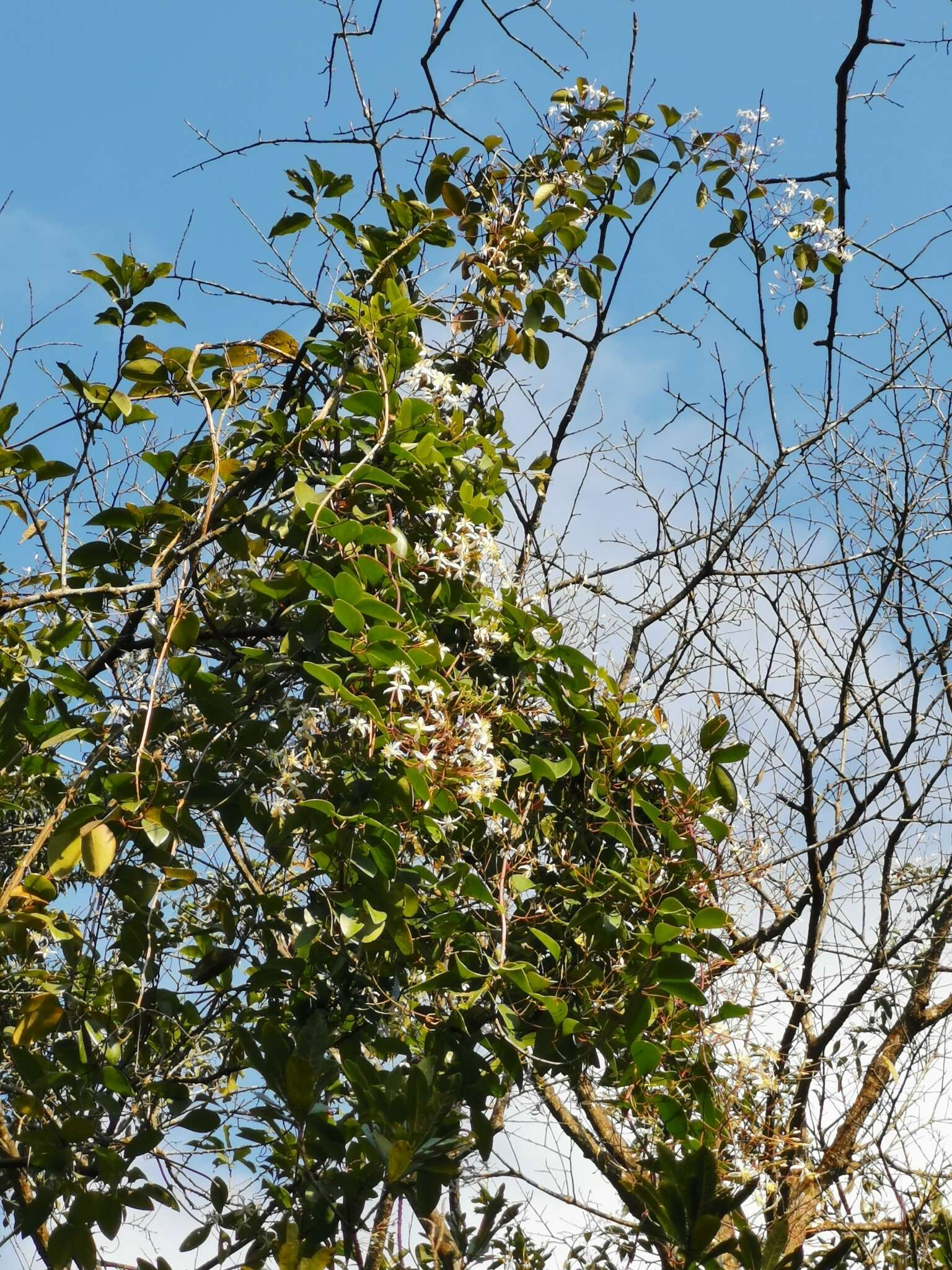 Image of Clematis crassifolia Benth.