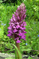 Imagem de Dactylorhiza umbrosa (Kar. & Kir.) Nevski