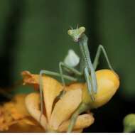 Image of Stagmatoptera femoralis Saussure & Zehntner 1894