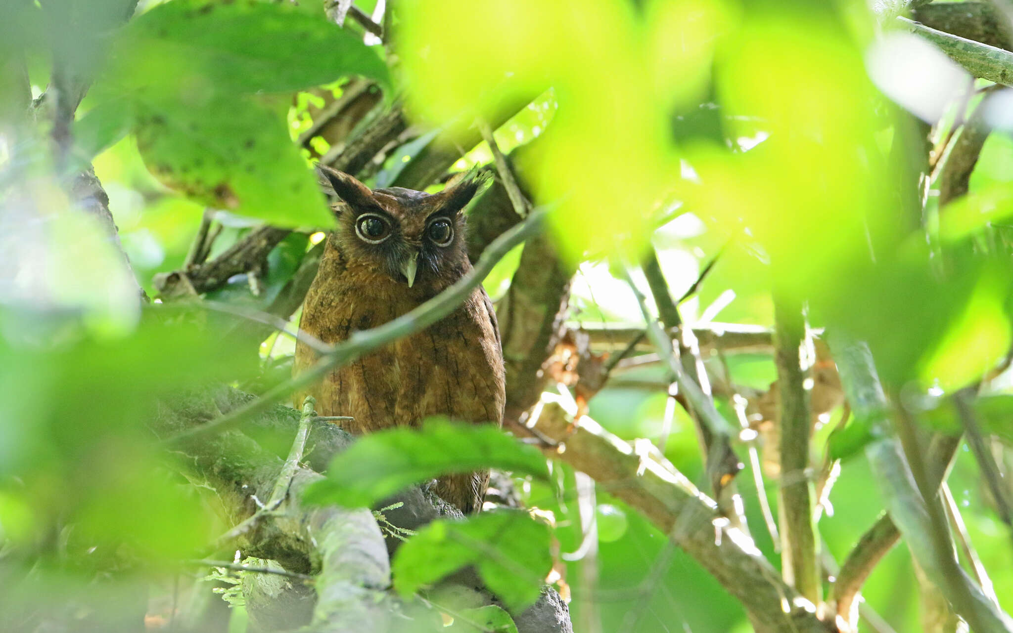 Image of Tawny-bellied Screech Owl