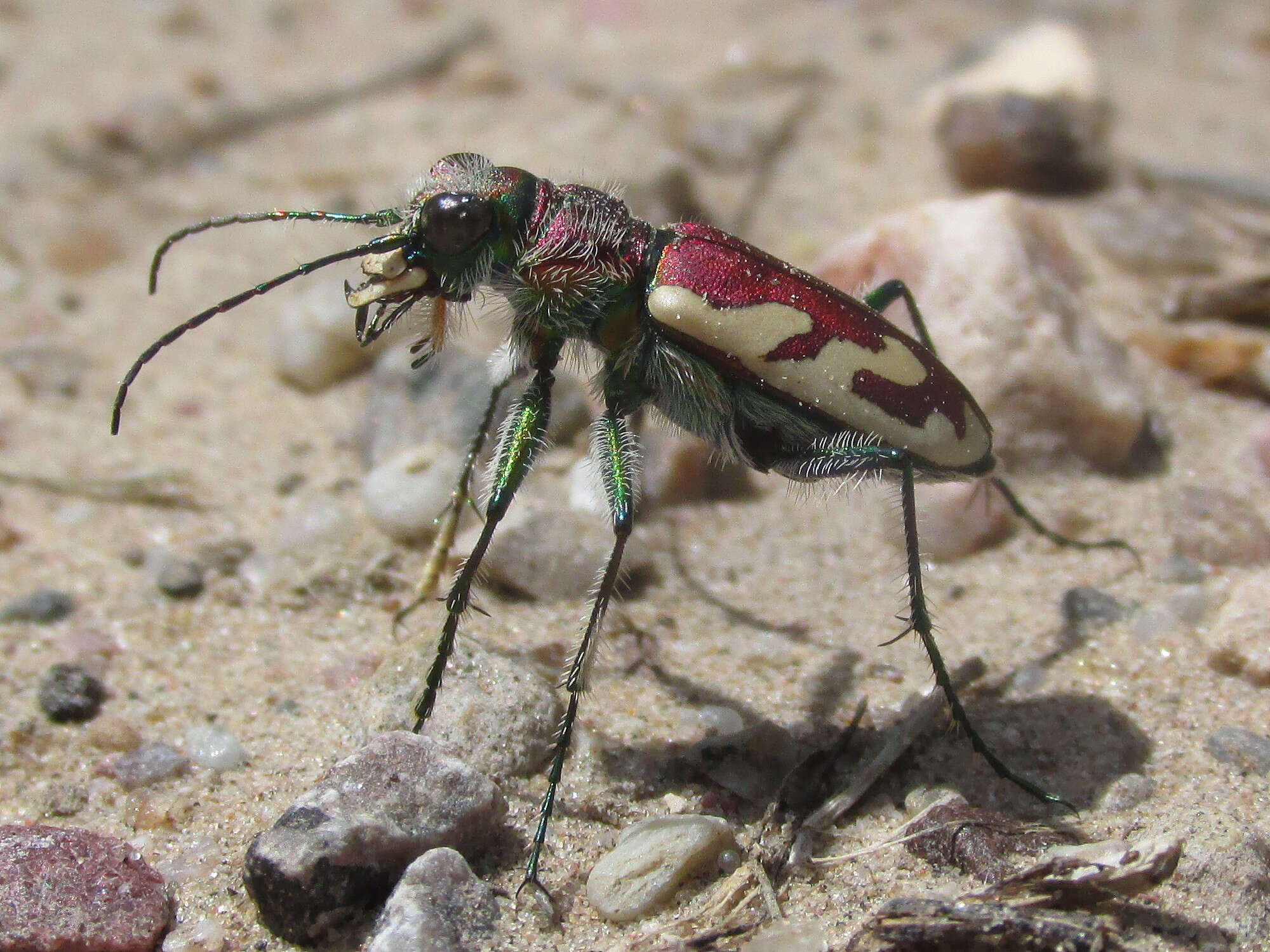 Image of Cicindela (Cicindela) lengi lengi W. Horn 1908