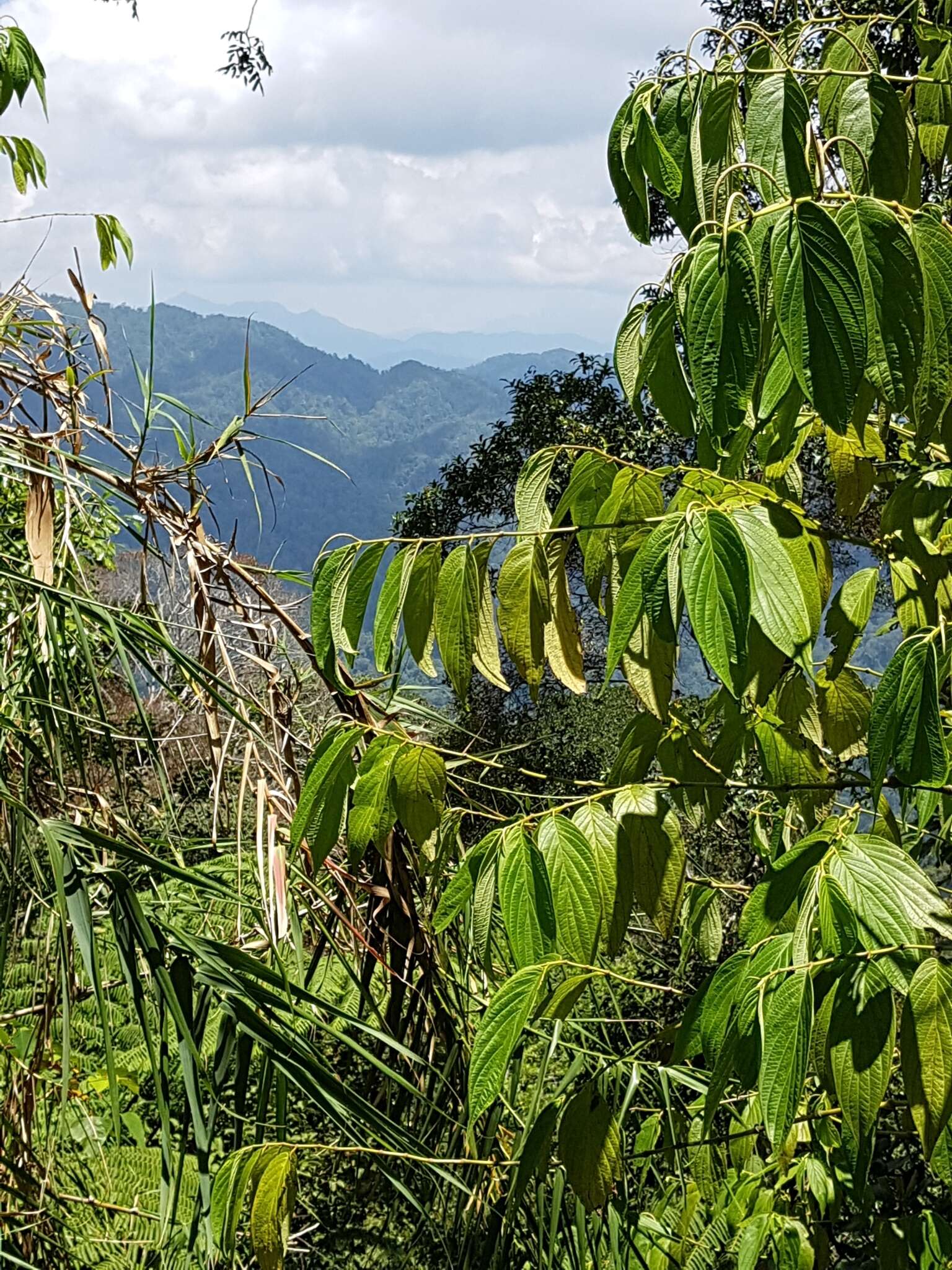 Image of higuillo de hoja menuda