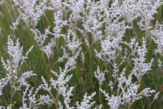 Image of Conospermum stoechadis subsp. stoechadis