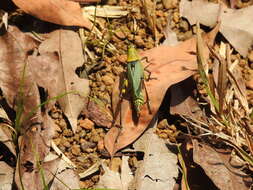 Image of Variegated grasshopper