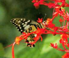 Image of Papilio demoleus libanius Fruhstorfer 1908