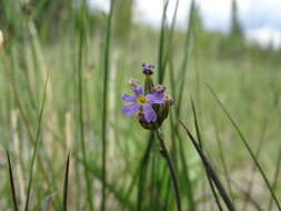 Plancia ëd Primula incana M. E. Jones