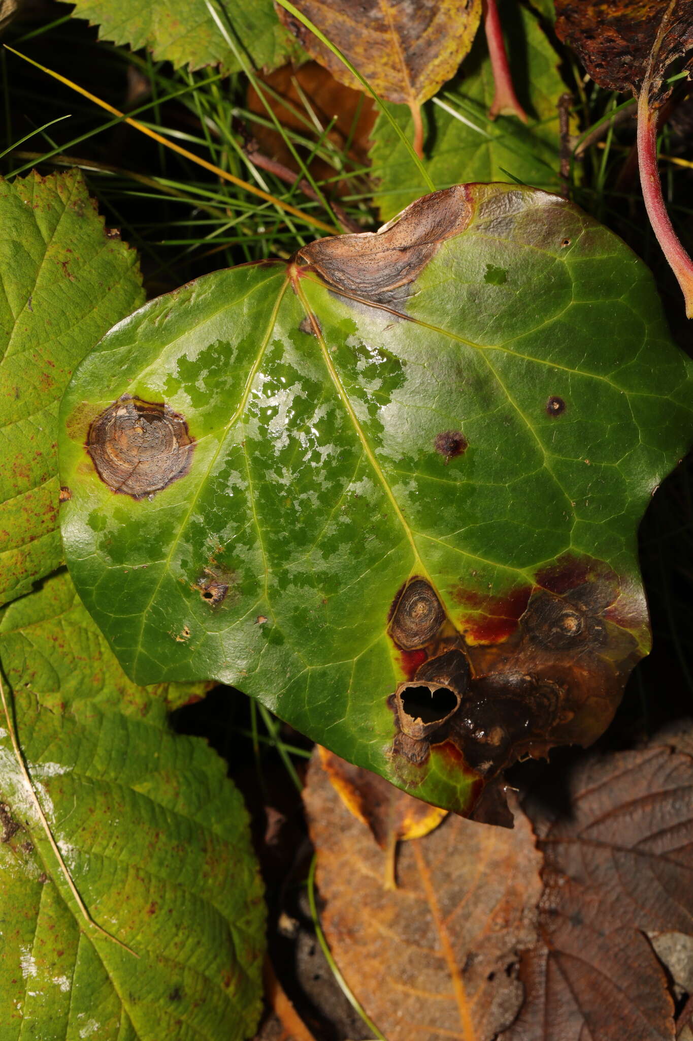 Image of Boeremia