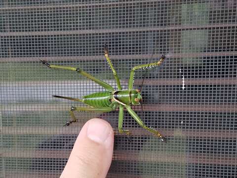 Image of Greater Arid-land Katydid