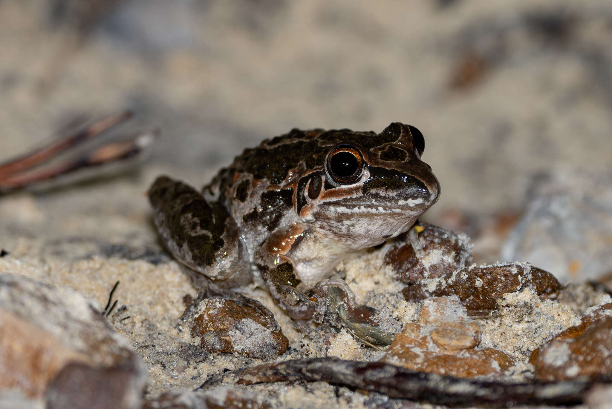 Imagem de Litoria freycineti Tschudi 1838