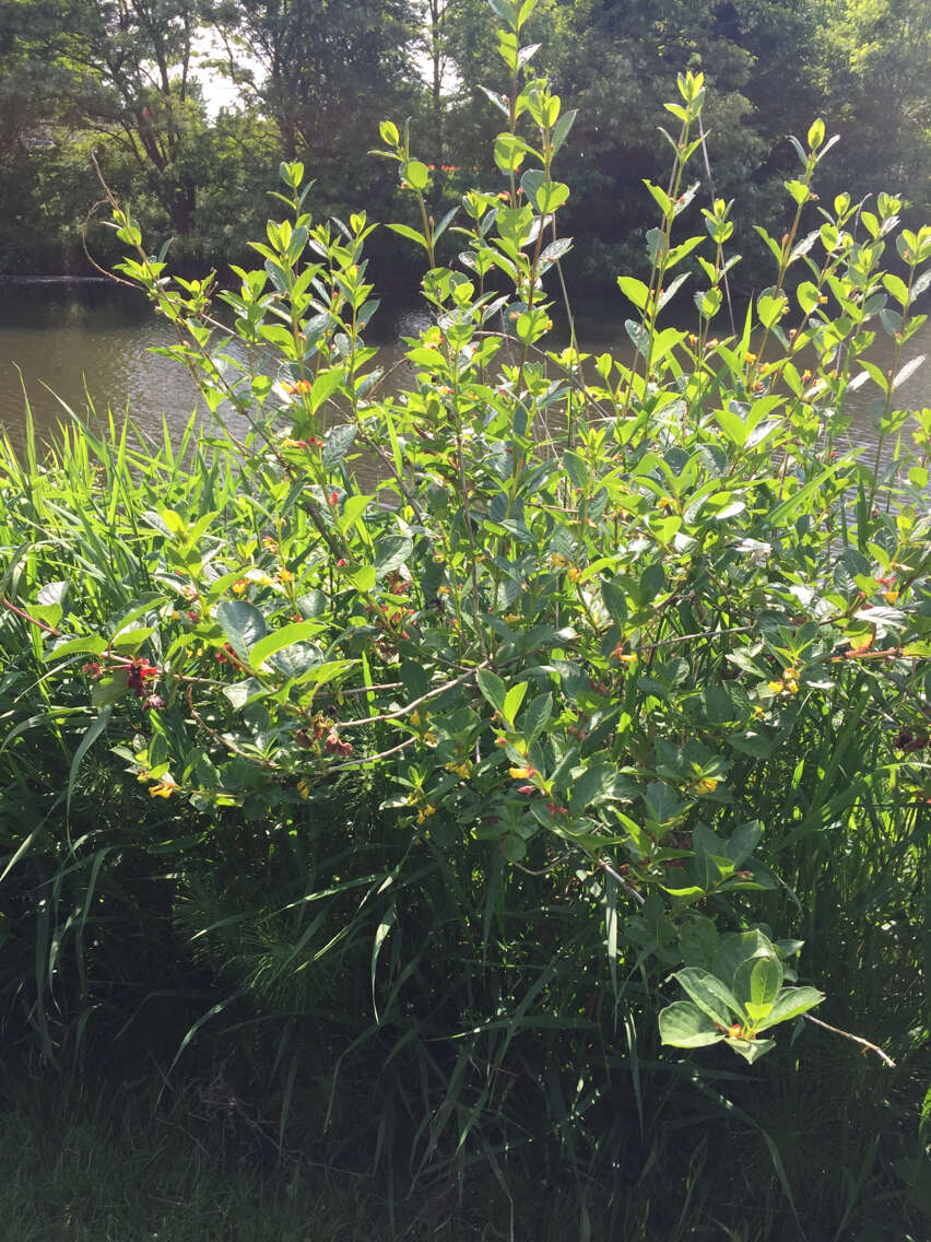 Image of twinberry honeysuckle