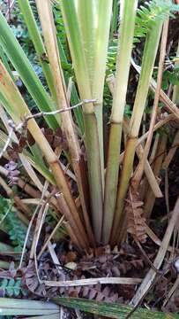 Imagem de Chionochloa conspicua (G. Forst.) Zotov