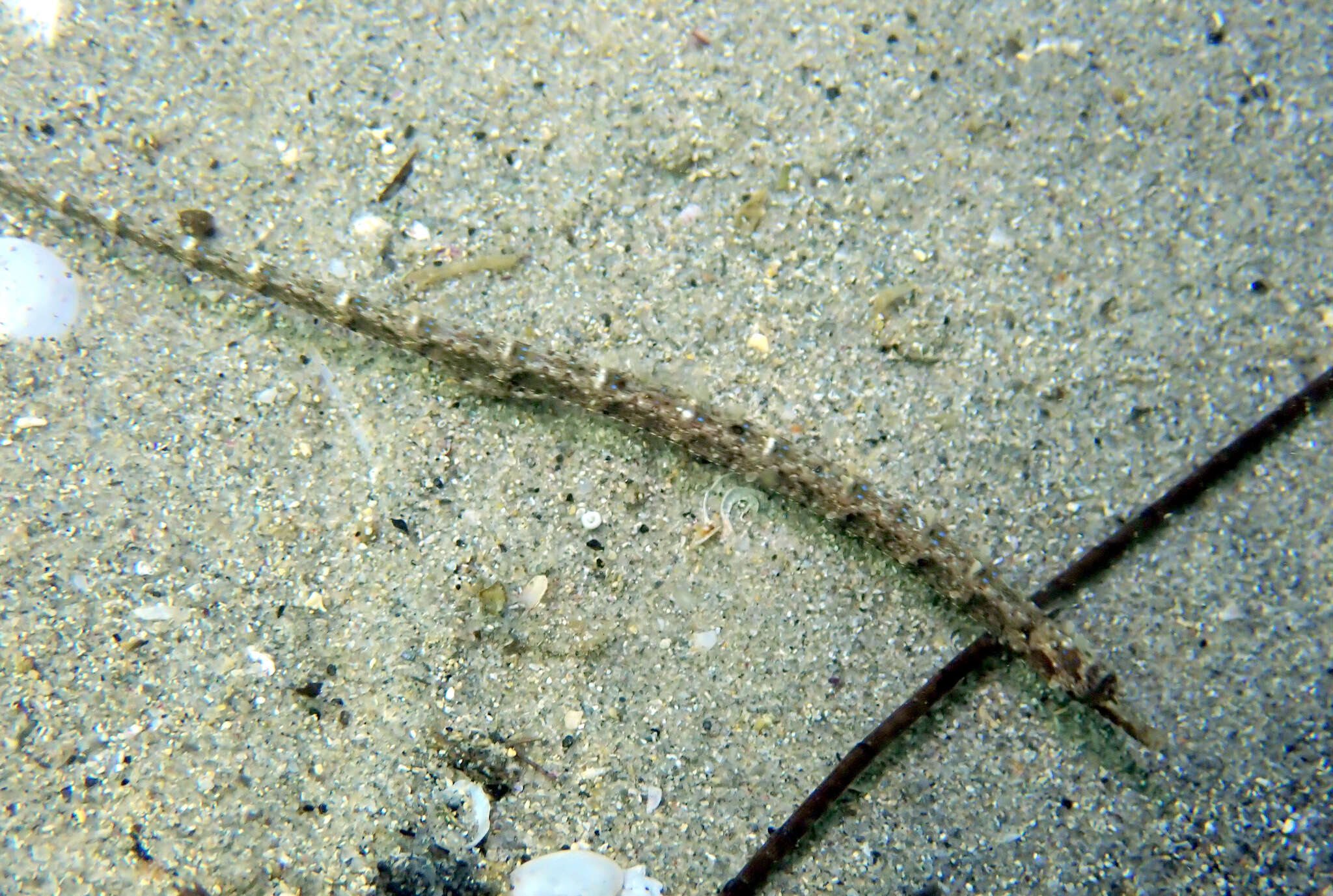 Image of Girdled pipefish