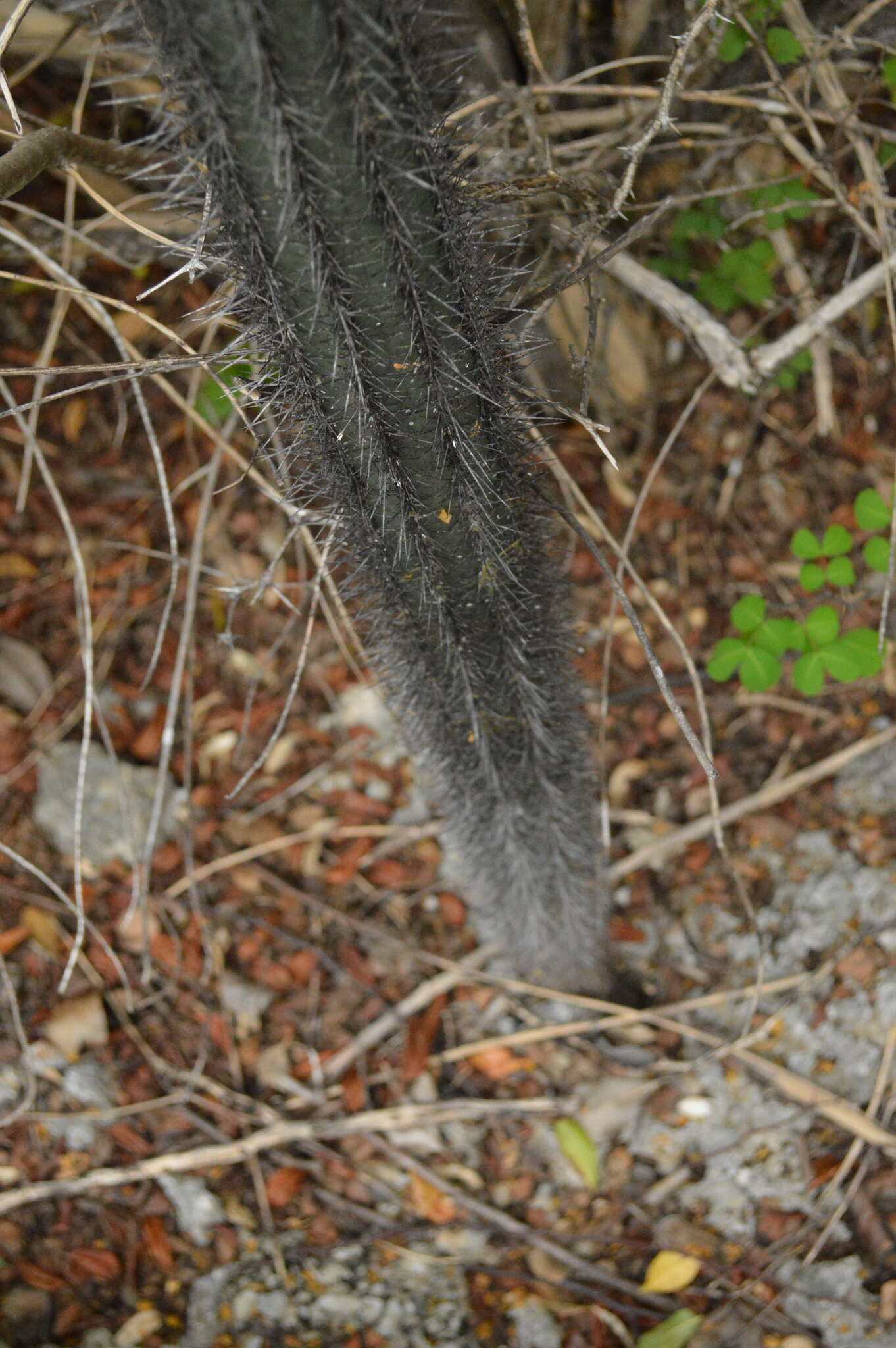 Image of Pilosocereus lanuginosus (L.) Byles & G. D. Rowley