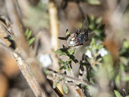 Image of Peleteria ruficornis (Macquart 1835)