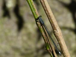Image of Apanisagrion lais (Selys 1876)