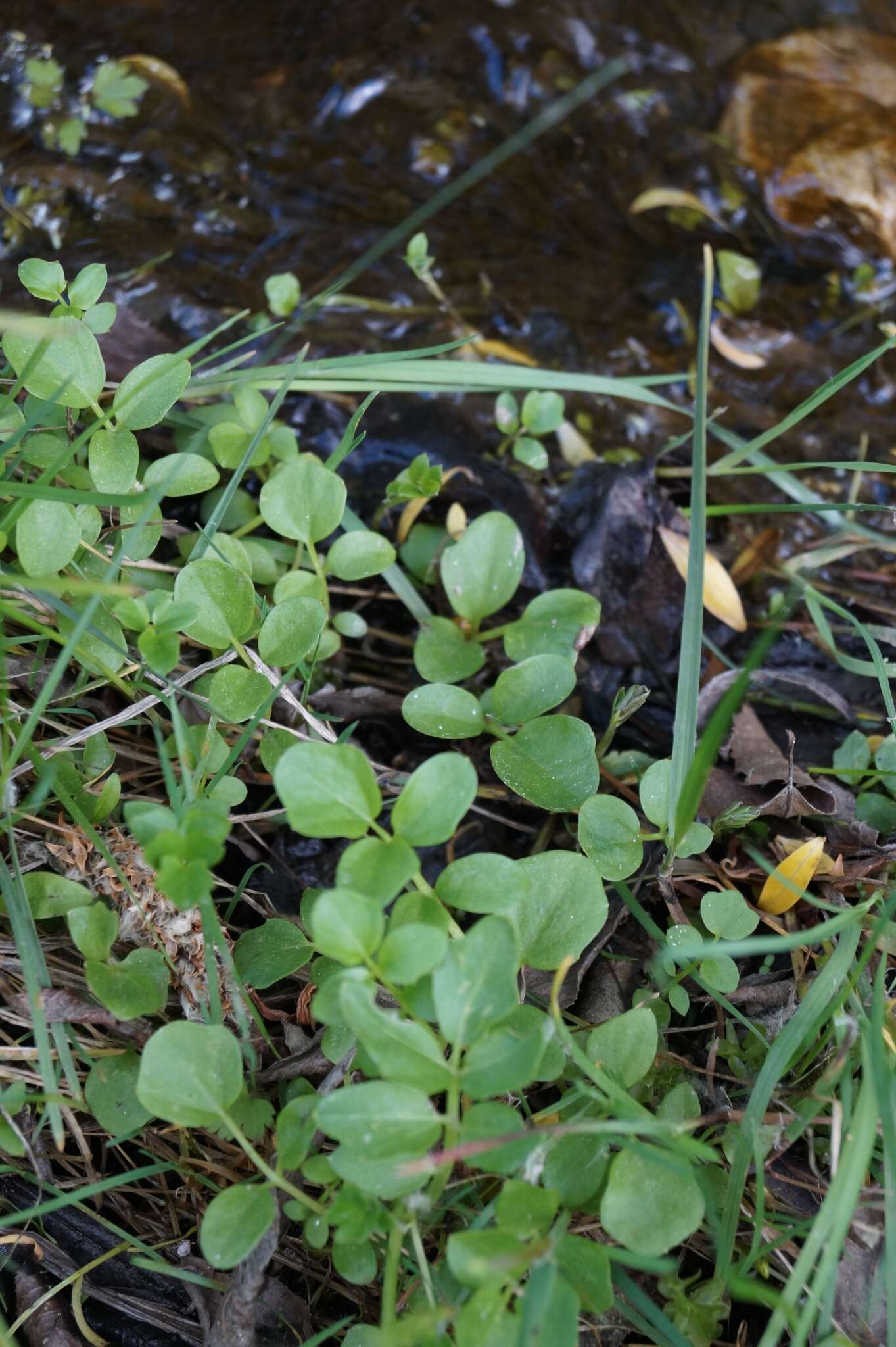 Imagem de Cardamine prorepens Fisch.