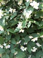 Imagem de Philadelphus coronarius L.