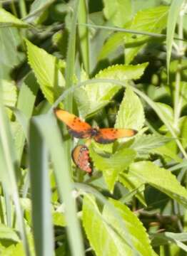 Image of Acraea acrita Hewitson 1865