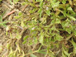 Image of Sclerophylax spinescens Miers