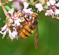 Image of lesser hornet hoverfly