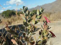 Слика од Hypoestes isalensis Benoist