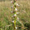 Image of Prasophyllum viriosum D. L. Jones & D. T. Rouse