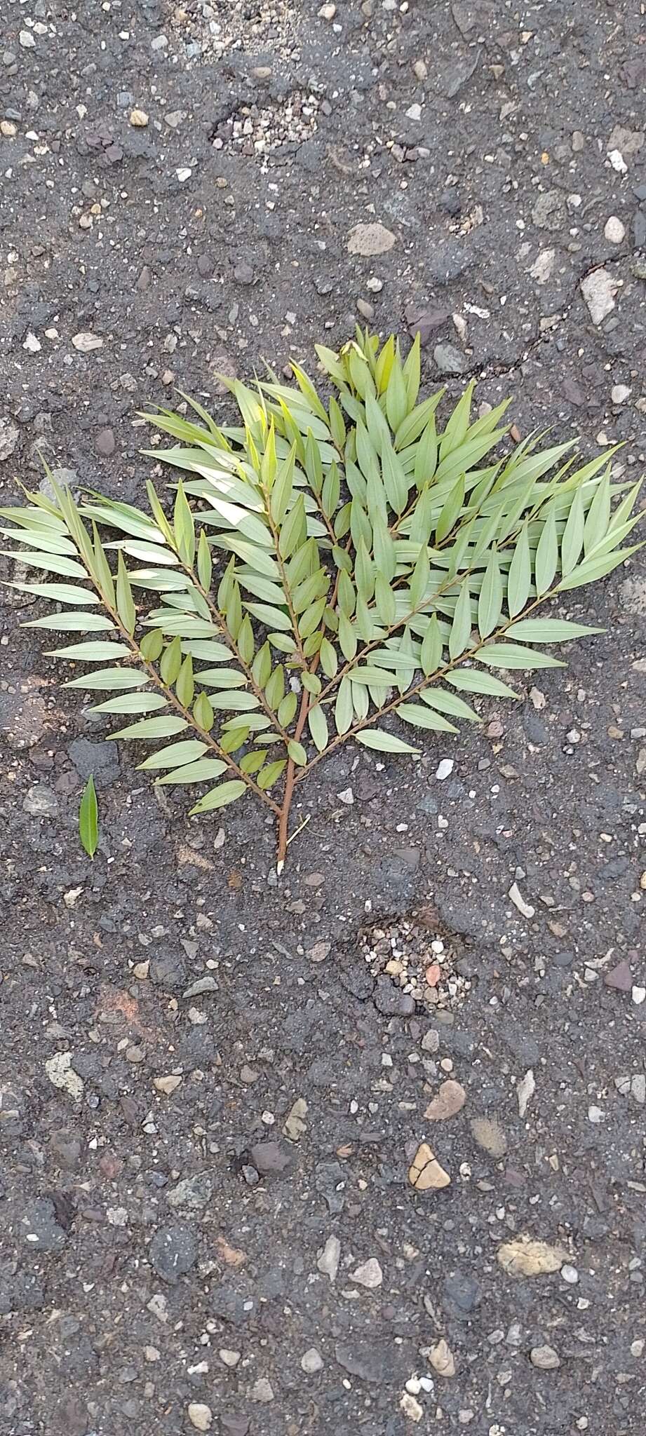 Image of Xylopia ligustrifolia Humb. & Bonpl. ex Dunal