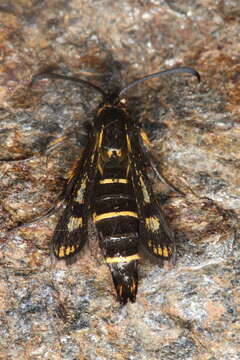 Image of <i>Pyropteron kautzi</i>