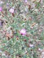 Image of diffuse knapweed