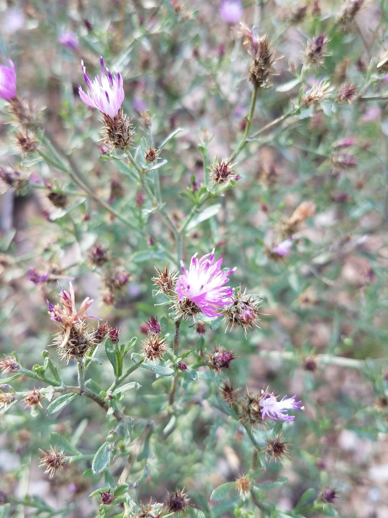 Image of diffuse knapweed