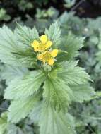 Image de Geum macrophyllum var. macrophyllum