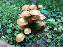 Image of sheathed woodtuft