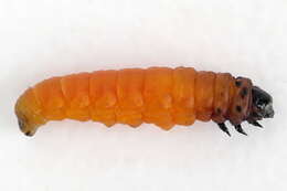 Image of Coleophora vibicella