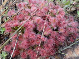 Image of Drosera dilatatopetiolaris Kondo